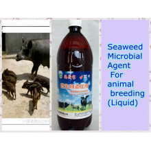 seaweed biological Agent Used for Feed Additive